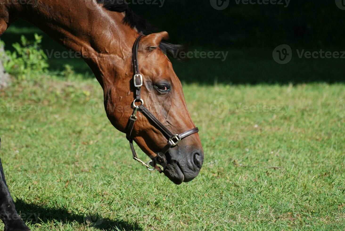 Fantastic Close Up of a Bay Warmblood Horse photo