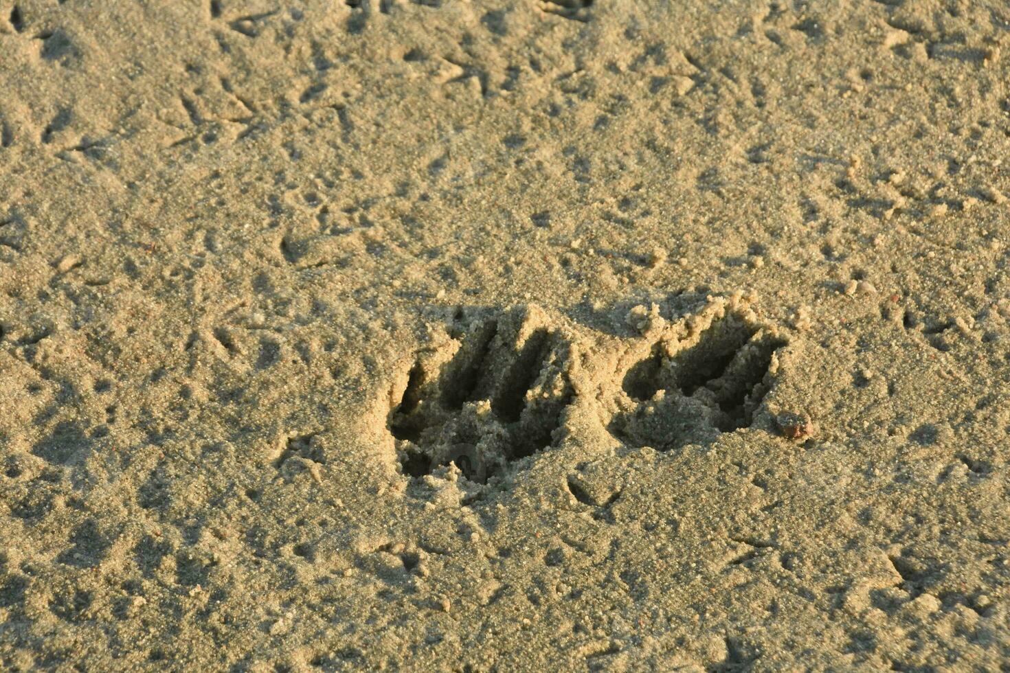 Dog Paw Imprinted in the Sand on a Beach photo