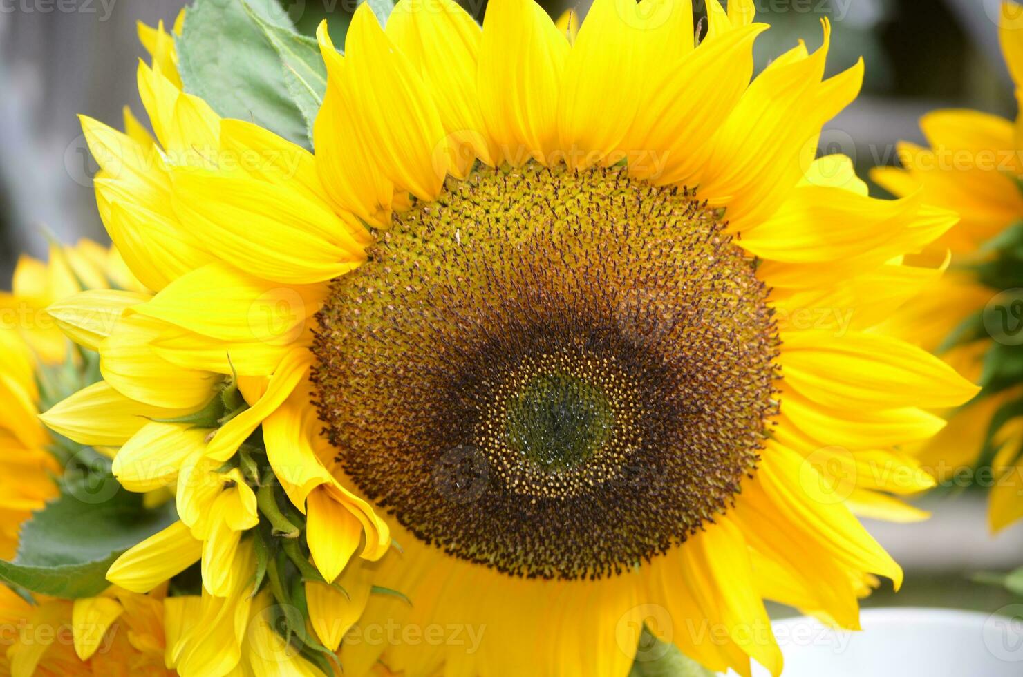 Beautiful Bouquet of Flowering Sunflowers in Bloom photo