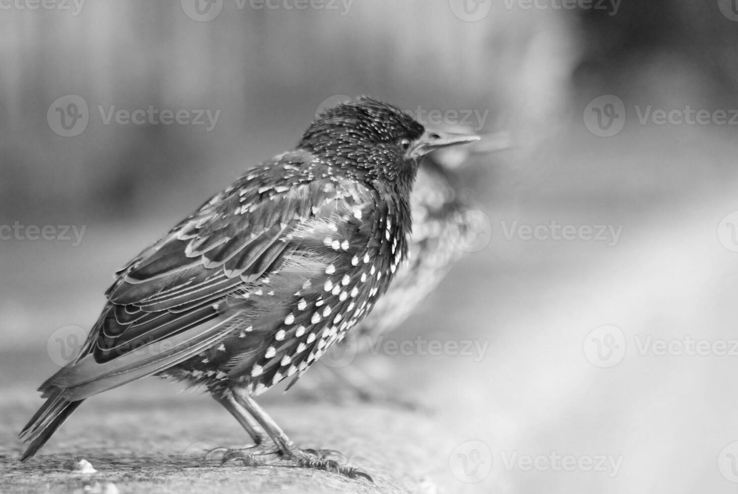 Very Cute Little Bird at Jubilee Gardens Park at London eye, Westminster, Central London Capital City of England UK. Image Was Captured on August 2nd, 2023 photo