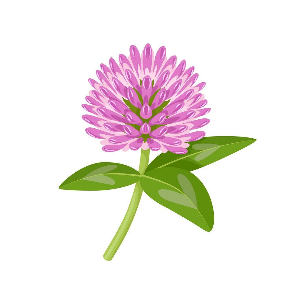 Vector illustration, Trifolium pratense, known as red clover, isolated on white background.