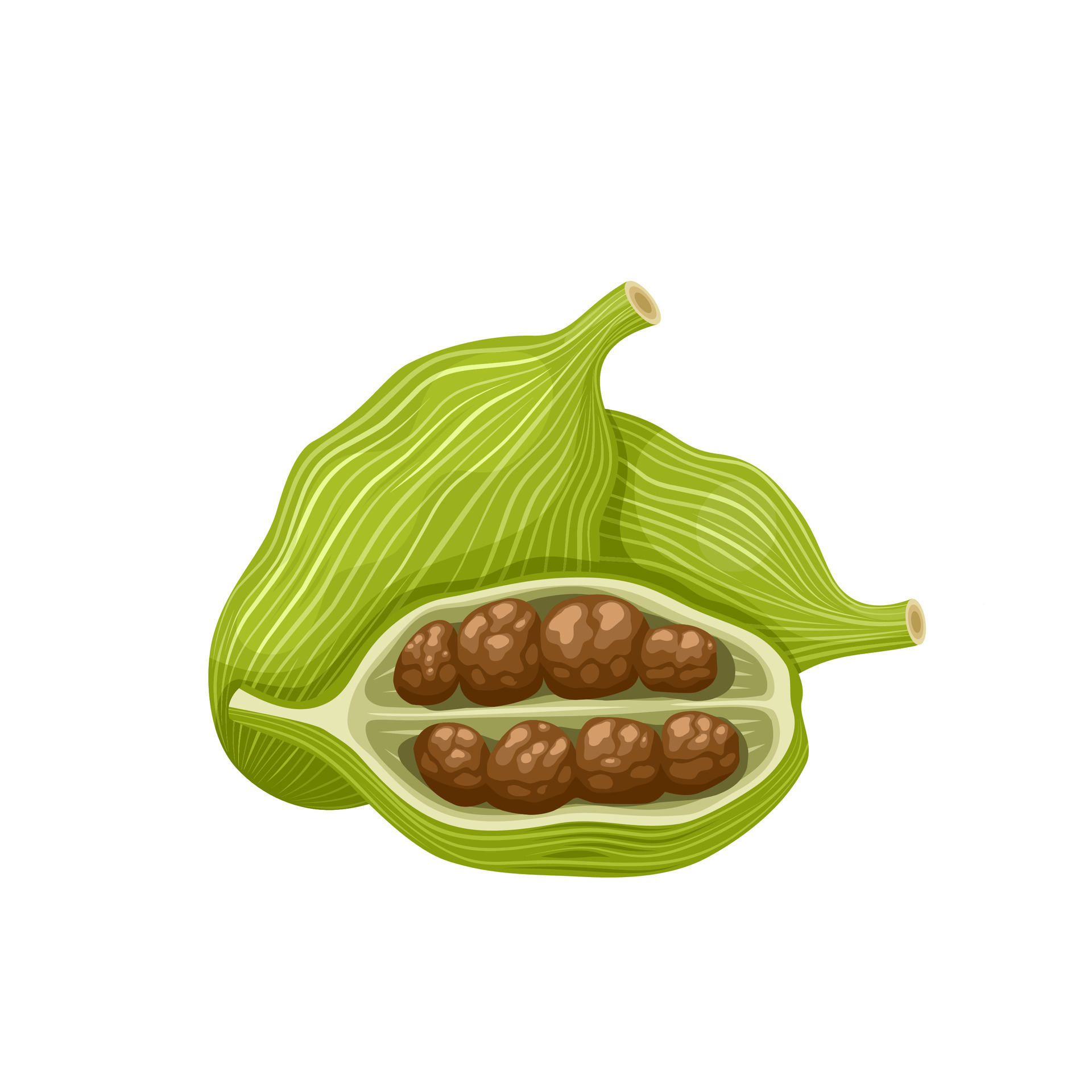 Vector illustration, green cardamom, or Elettaria cardamomum, isolated