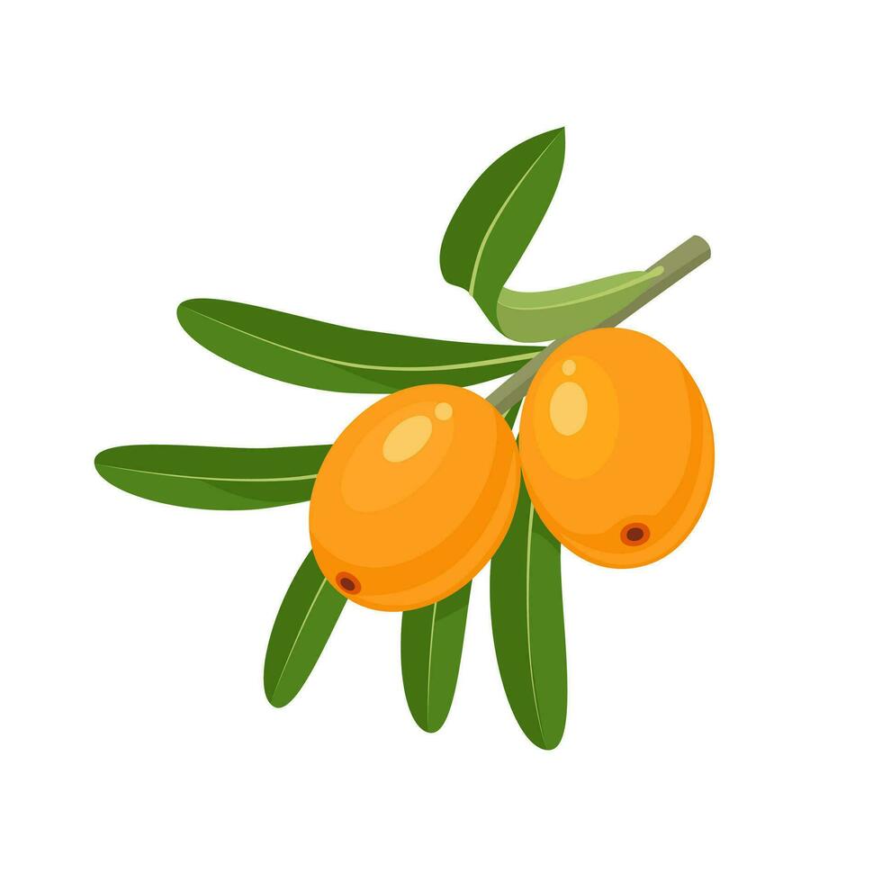 Vector illustration, Sea buckthorn or Hipphophae rhamnoides, isolated on white background.