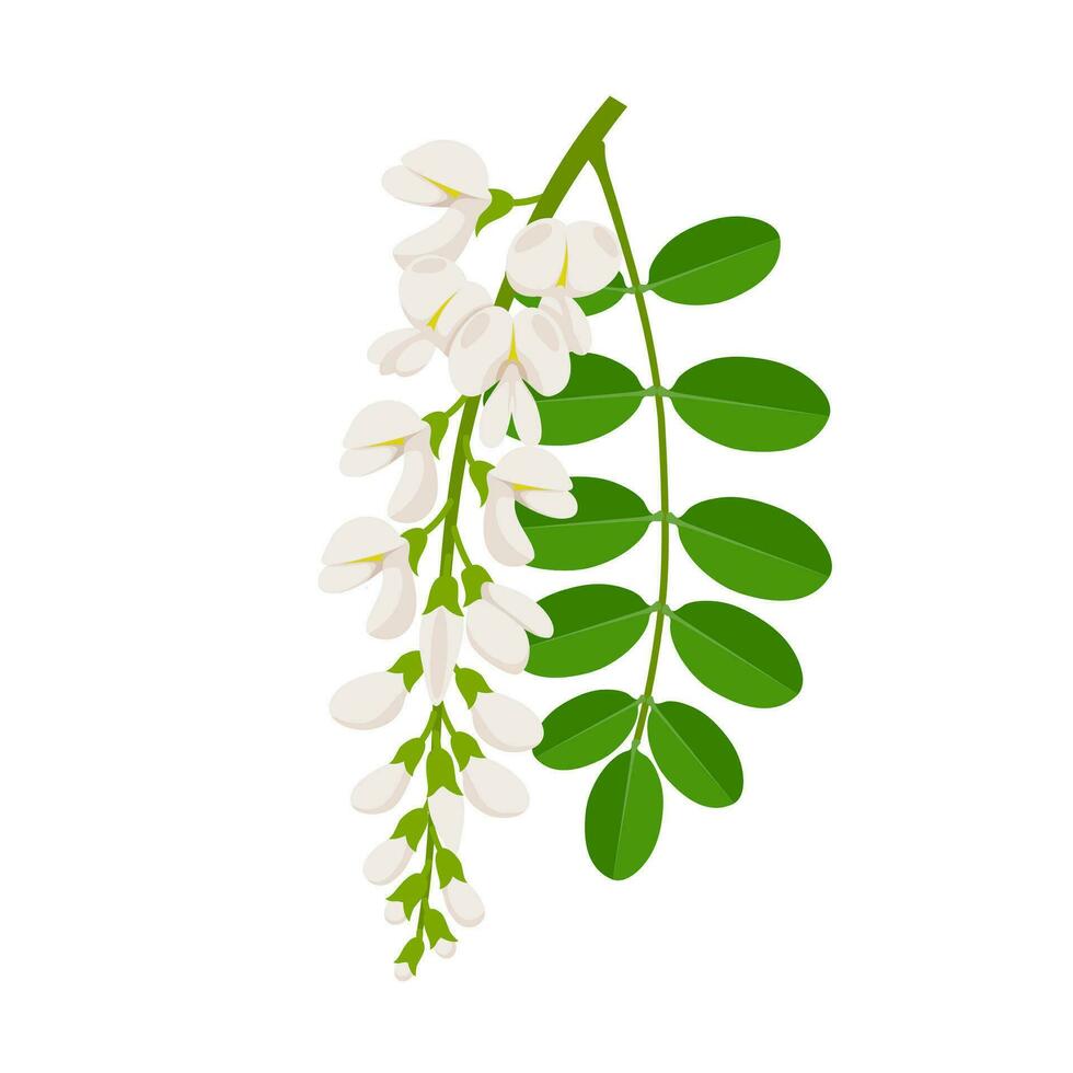 Vector illustration, blooming acacia flower with green leaves, scientific name Robinia pseudoacacia, isolated on white background.