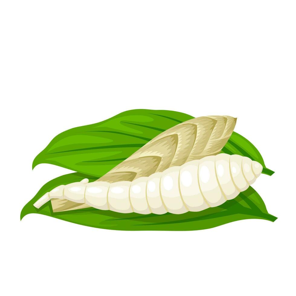 Vector illustration, Maranta arundinacea, known as maranta or arrowroot, isolated on white background.