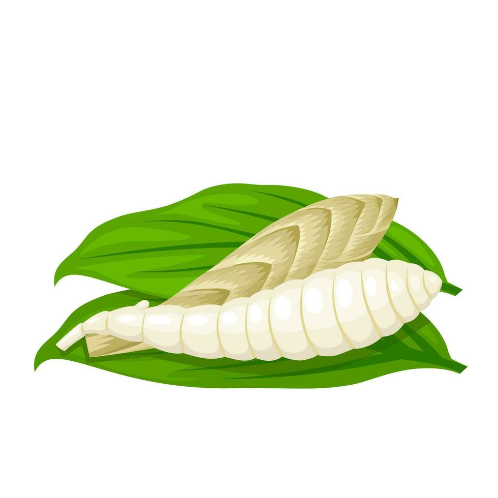 Vector illustration, Maranta arundinacea, known as maranta or arrowroot, isolated on white background.