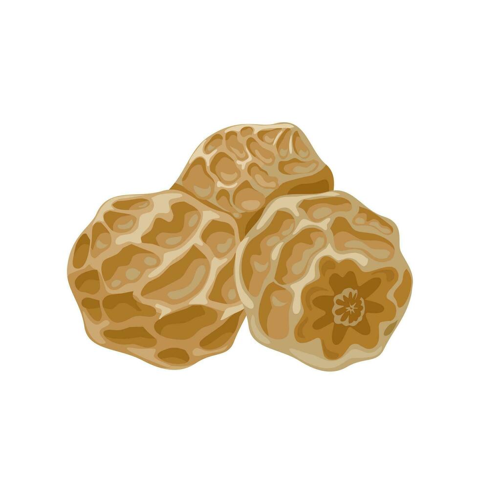 Vector illustration, Cyperus esculentus or tiger nuts, isolated on white background.