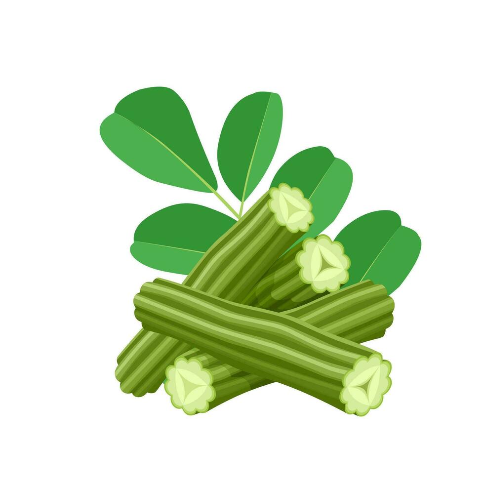 vector ilustración, moringa oleifera o palillo de tambor árbol, aislado en blanco antecedentes.