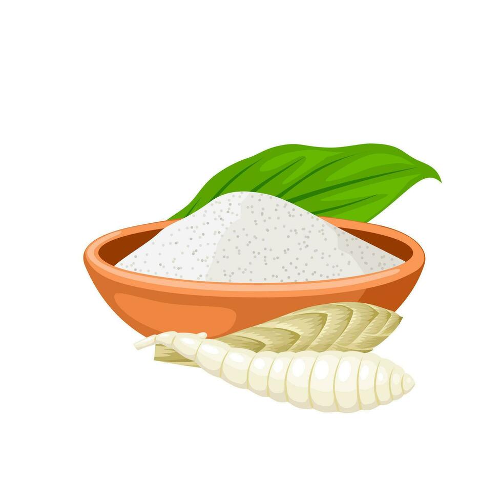 Vector illustration, Maranta arundinacea flour, known as maranta or arrowroot, isolated on white background.