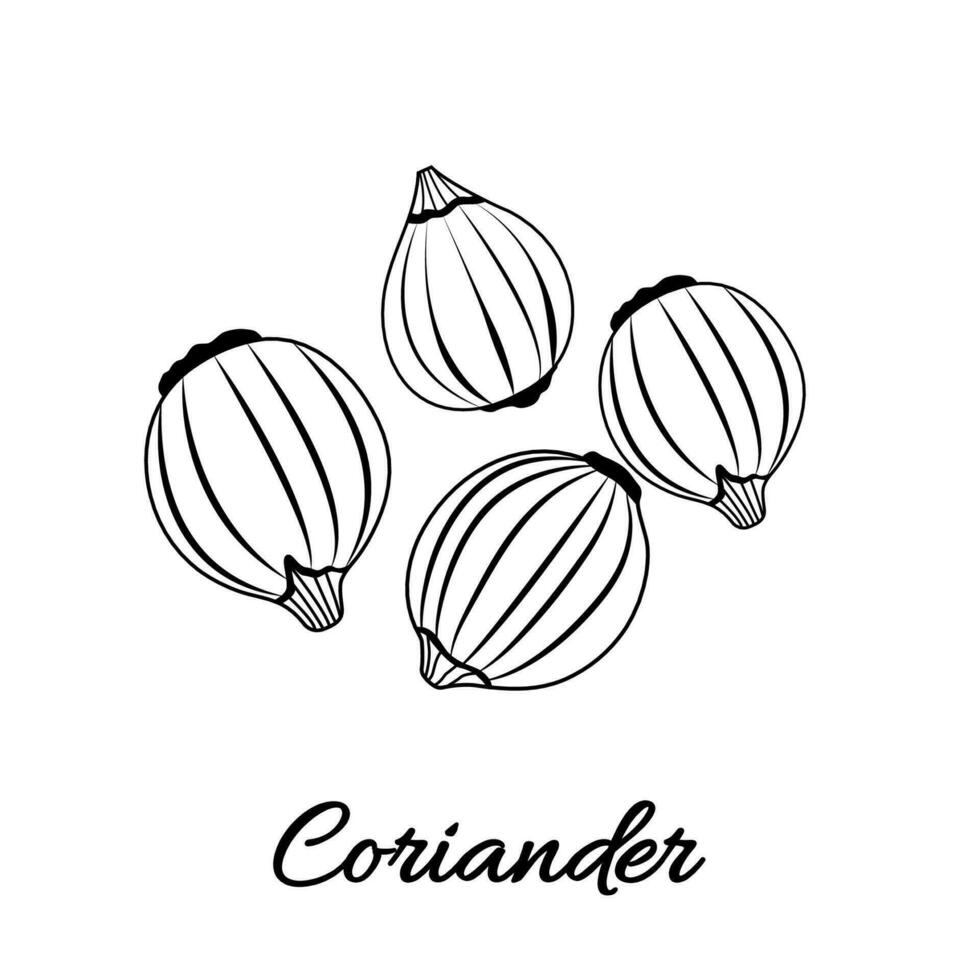 coriander in hand drawn style on white background. Isolated. Plant vector