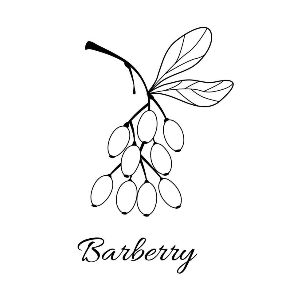 barberry in hand drawn style on white background. Isolated. Plant vector