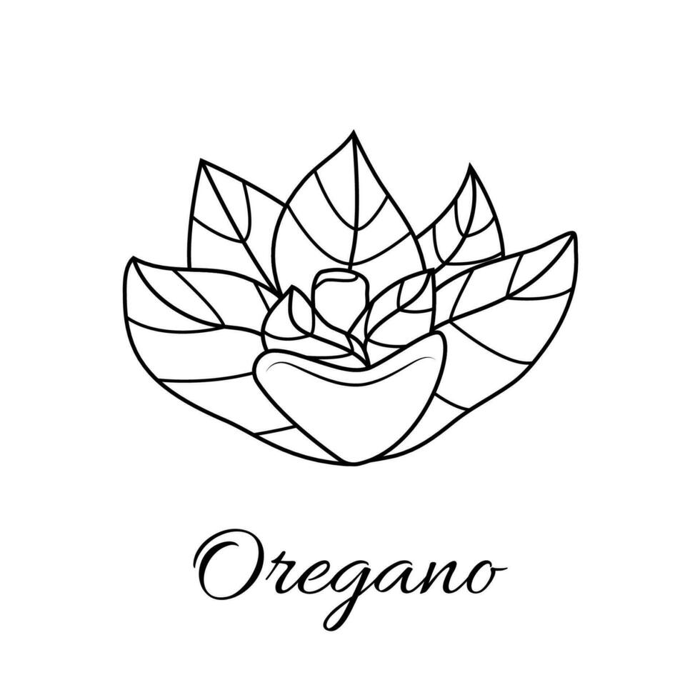 oregano in hand drawn style on white background. Isolated. Plant vector