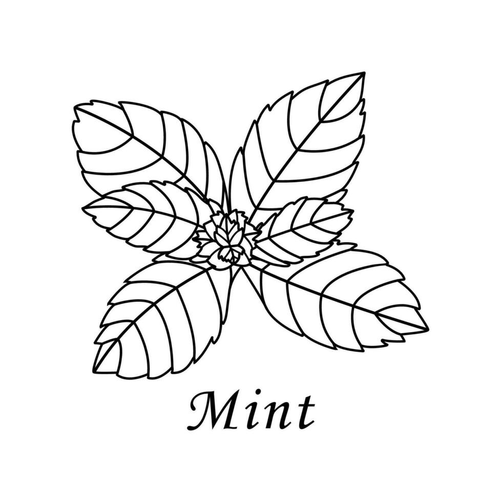 Mint in hand drawn style on white background. Isolated. Plant vector