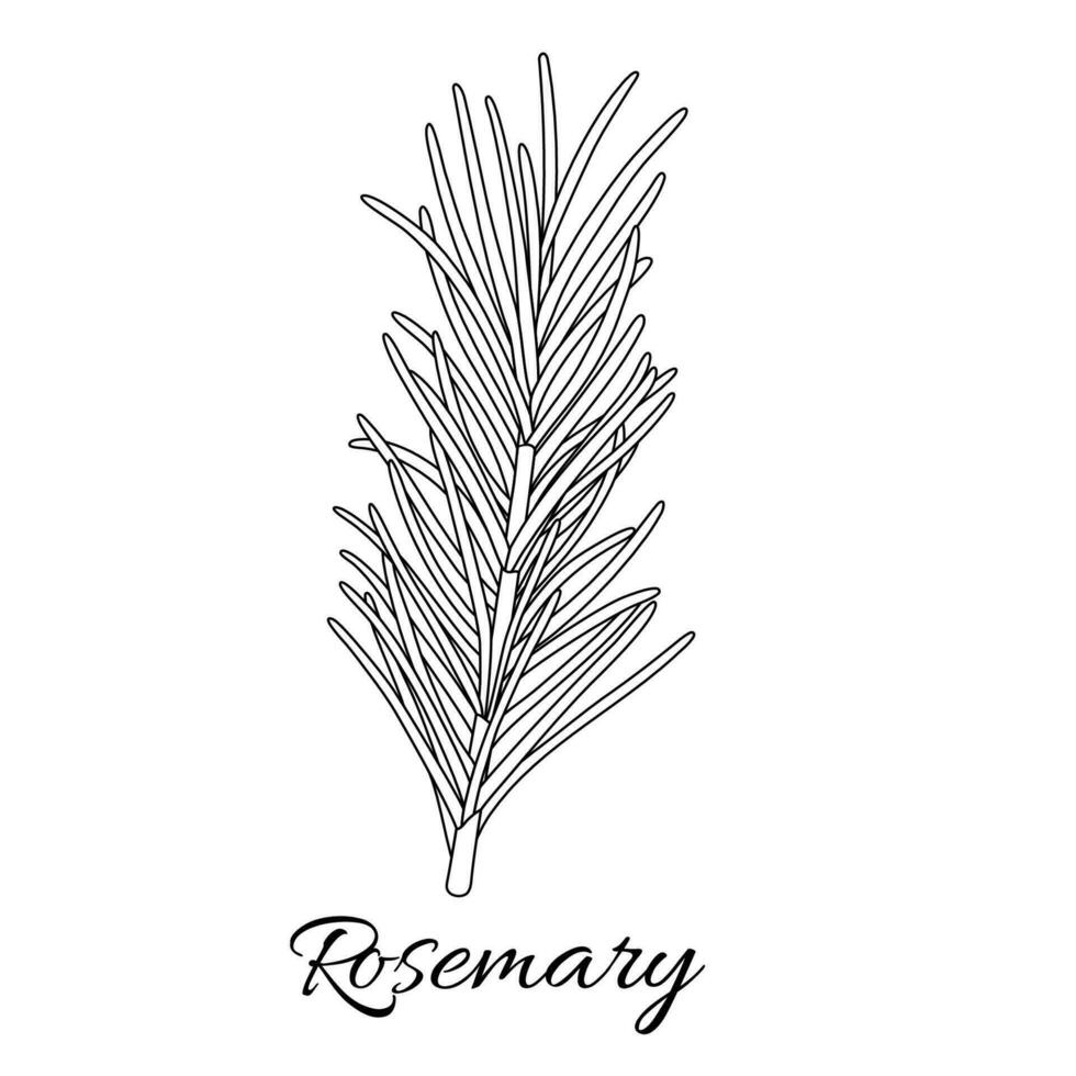 rosemary in hand drawn style on white background. Isolated. Plant vector