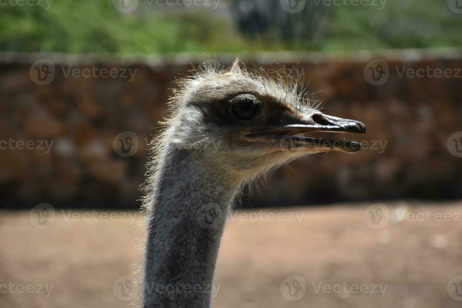 Profile of an Ostrich with His Beak Open photo