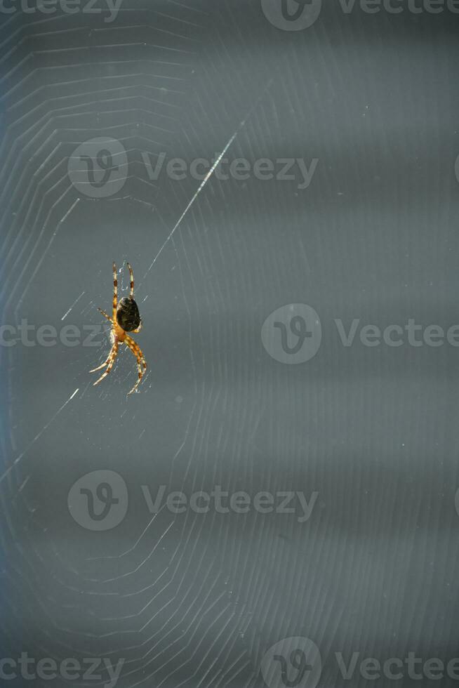 Spider Waiting Patiently in the Center of a Web photo