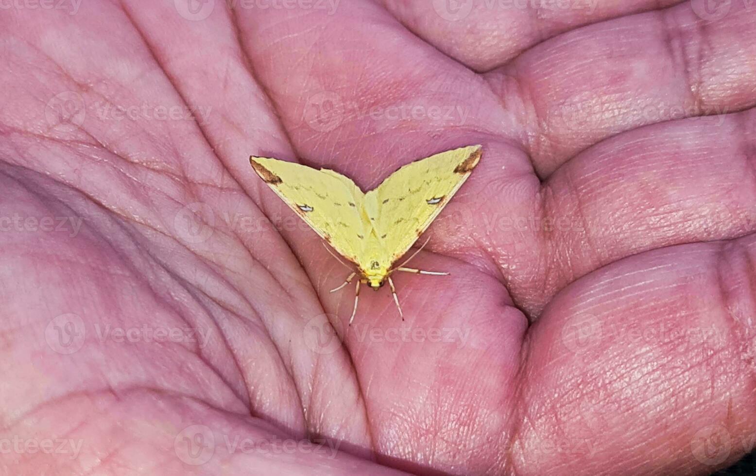 hermosa amarillo bebé polilla mariposa foto