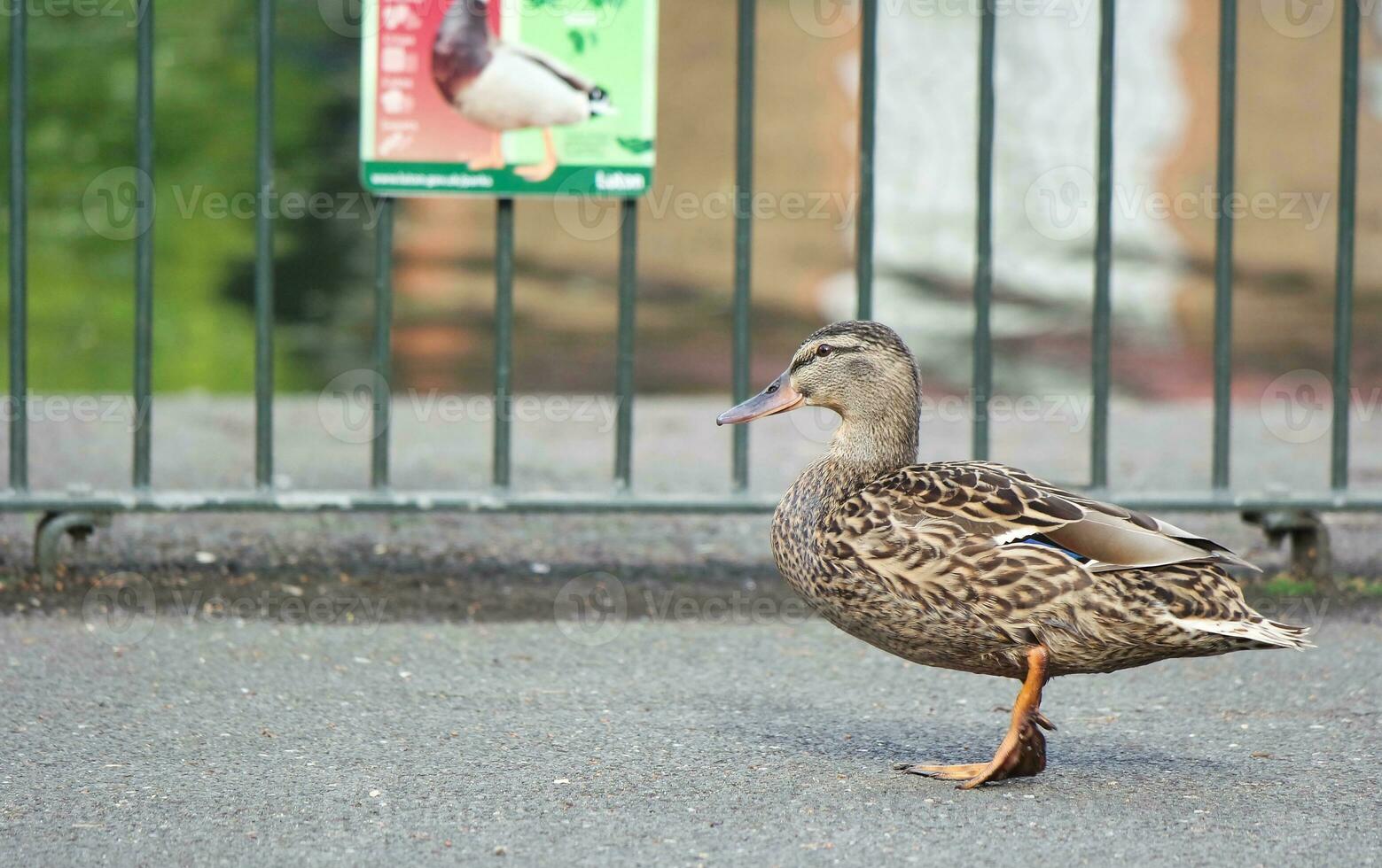 Cute Water Bird at Local Public Park's Lake of Bedford City of England Great Britain, UK. Image Was Captured on April 22nd, 2023 photo