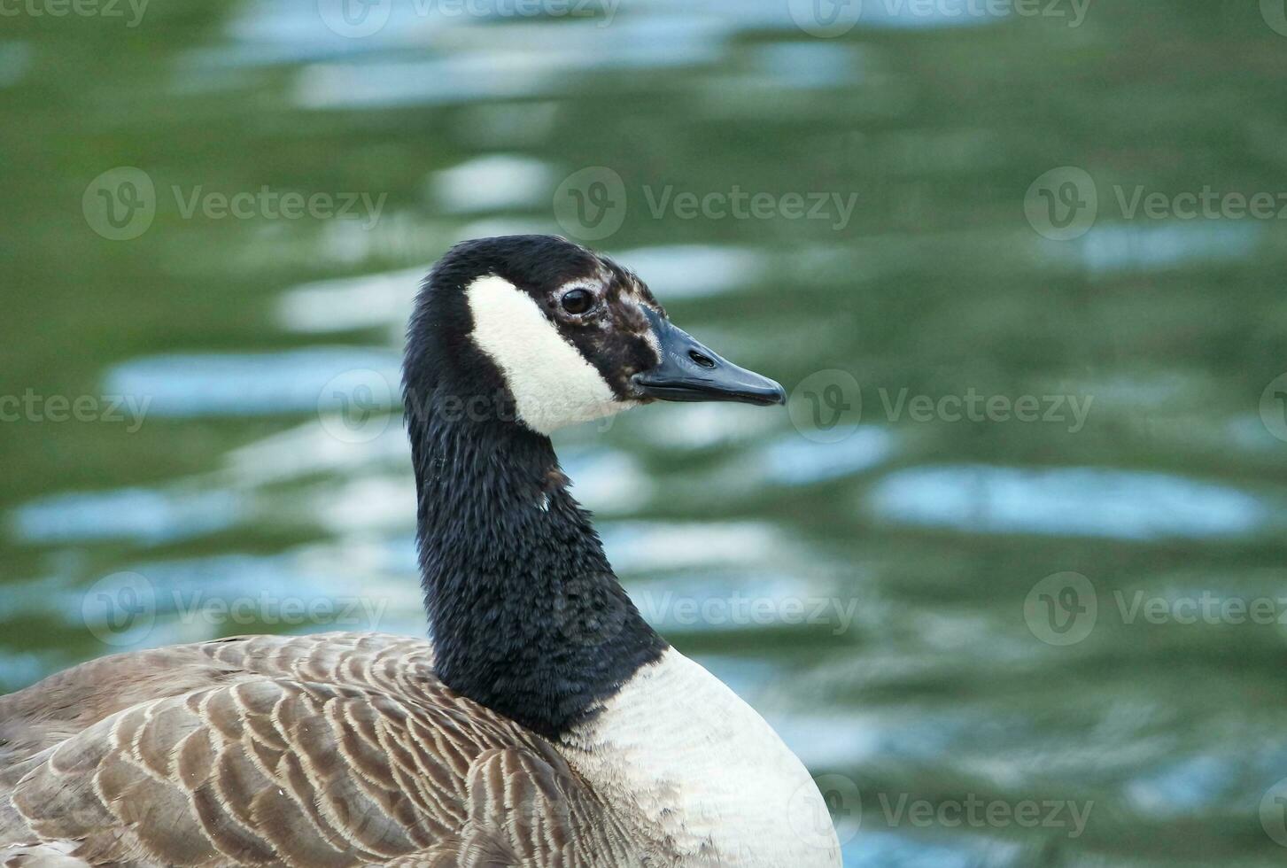 linda agua pájaro a local público del parque lago de Bedford ciudad de Inglaterra genial Bretaña, Reino Unido. imagen estaba capturado en abril 22, 2023 foto