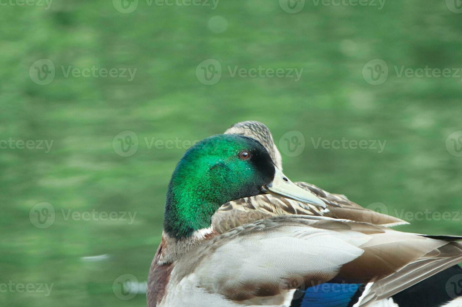 Cute Water Bird at Local Public Park's Lake of Bedford City of England Great Britain, UK. Image Was Captured on April 22nd, 2023 photo