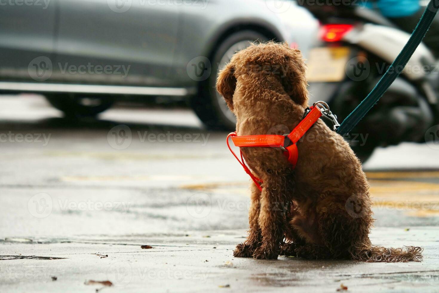Cute Pet Dog is Posing in a Local Public Park of London city of England Great Britain UK, May 23rd, 2023 photo