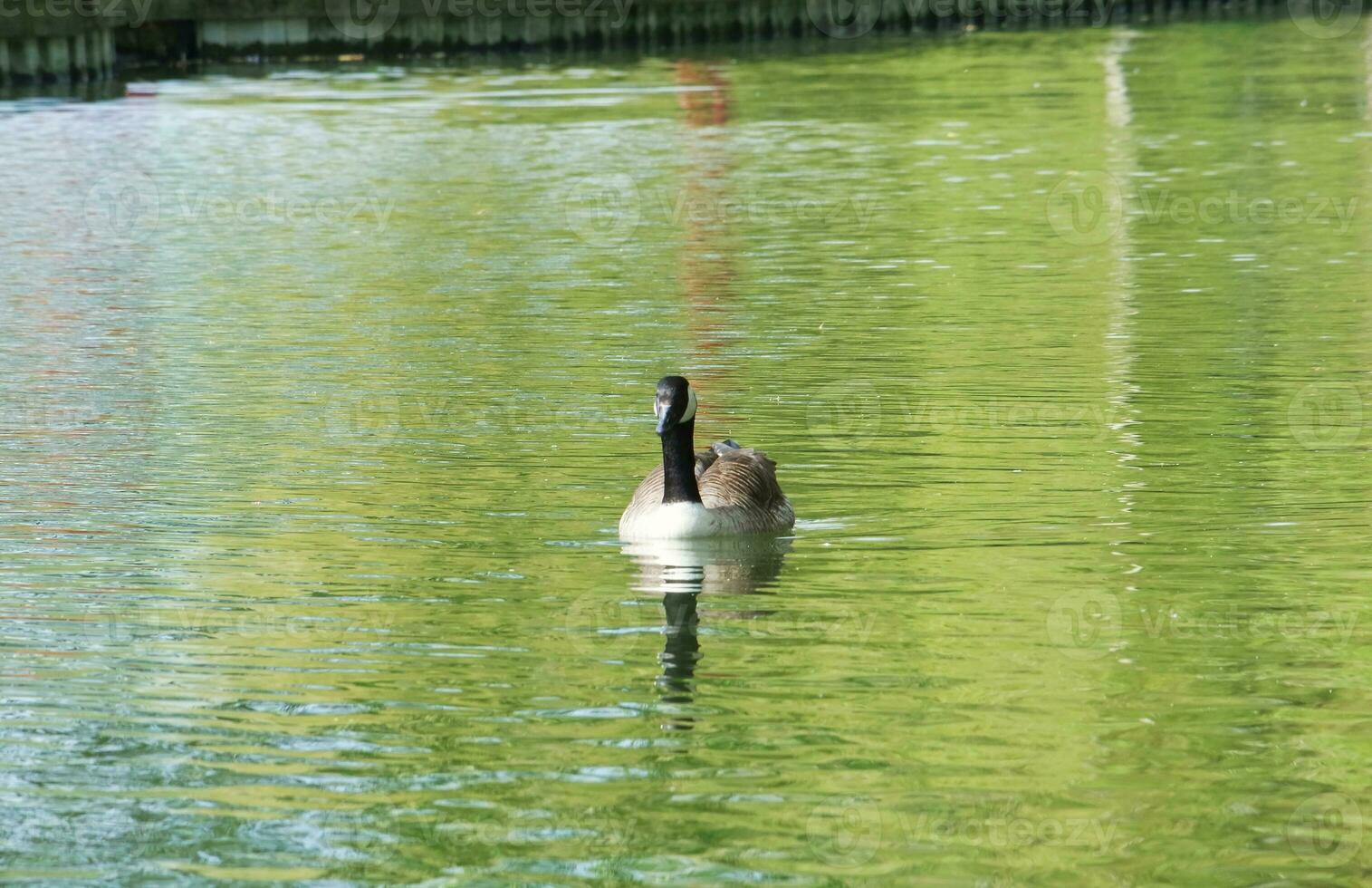 linda agua pájaro a local público del parque lago de Bedford ciudad de Inglaterra genial Bretaña, Reino Unido. imagen estaba capturado en abril 22, 2023 foto