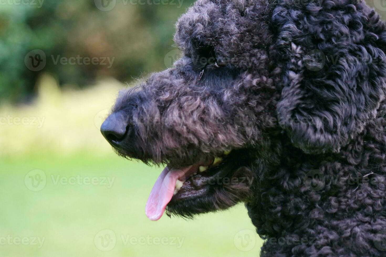 Cute Pet Dog is Posing in a Local Public Park of London city of England Great Britain UK, May 23rd, 2023 photo
