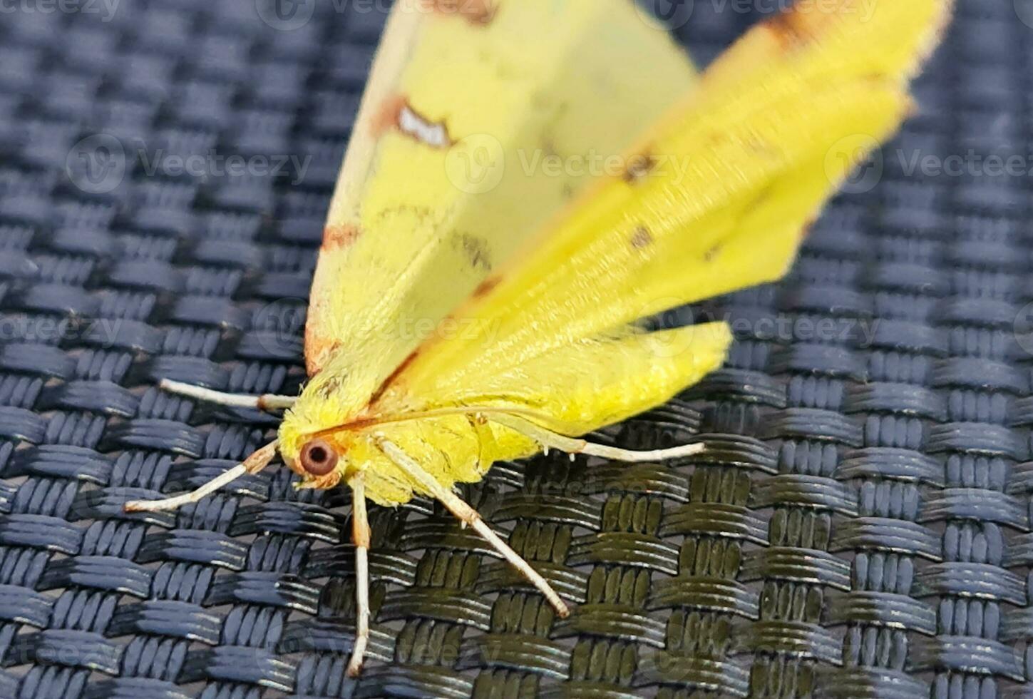 hermosa amarillo bebé polilla mariposa foto