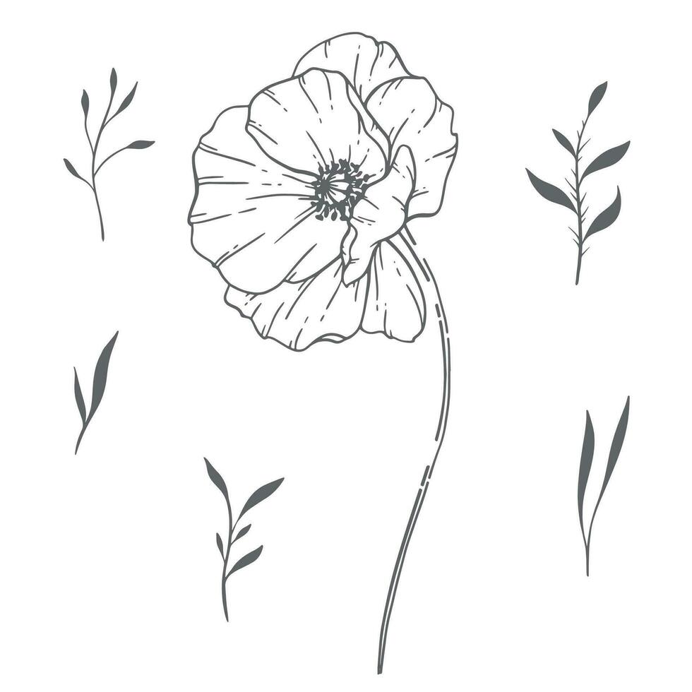 Poppy Flower Line Art, Fine Line Poppy Bouquets Hand Drawn Illustration. Coloring Page with Flowers vector