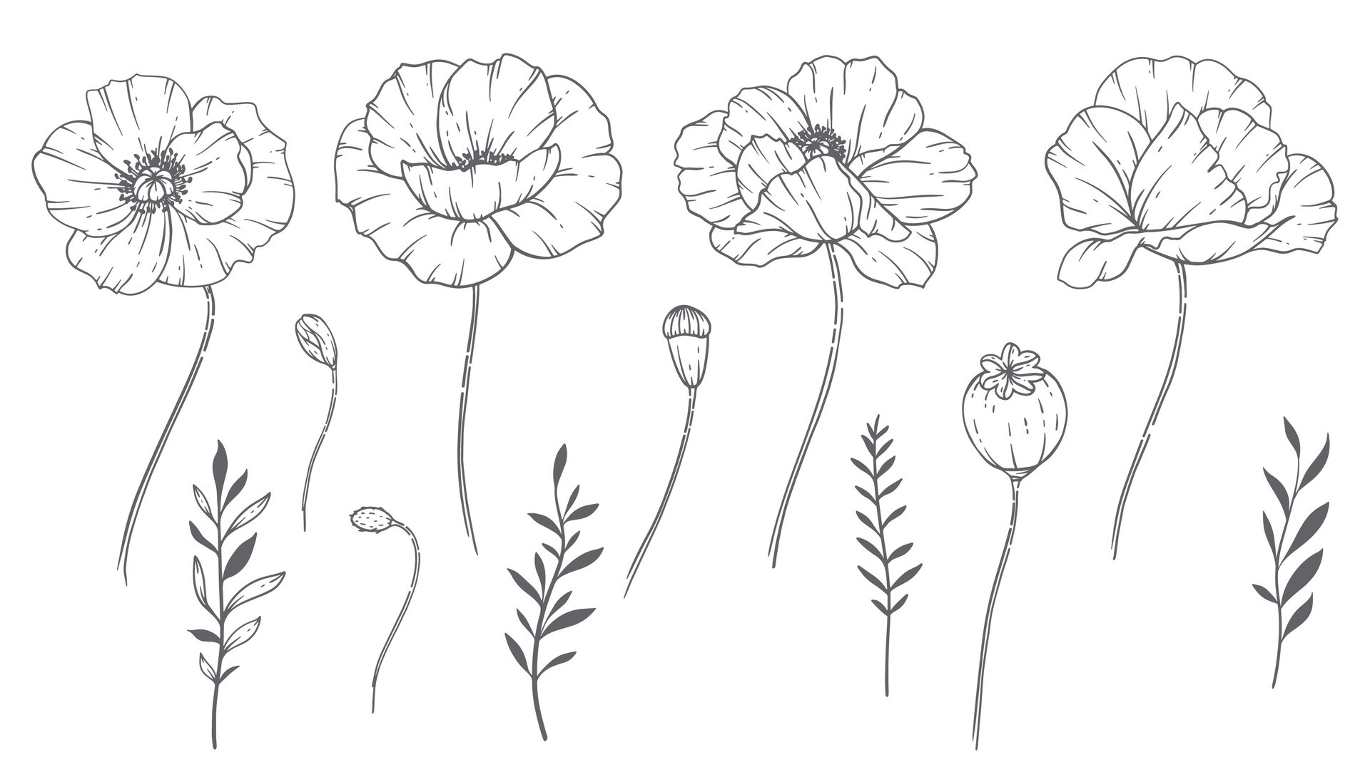 Poppy Flower Line Art, Fine Line Poppy Bouquets Hand Drawn Illustration.  Coloring Page with Flowers 27376888 Vector Art at Vecteezy