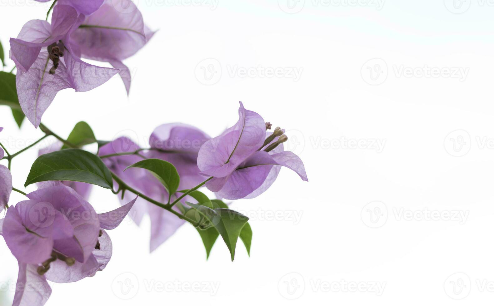 Pink flower and green leaves on white background photo