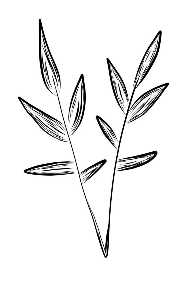 Bamboo leaf sketch vector