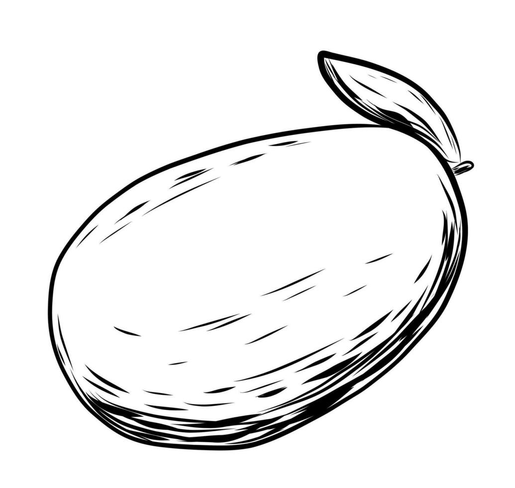 Mango fruit sketch vector