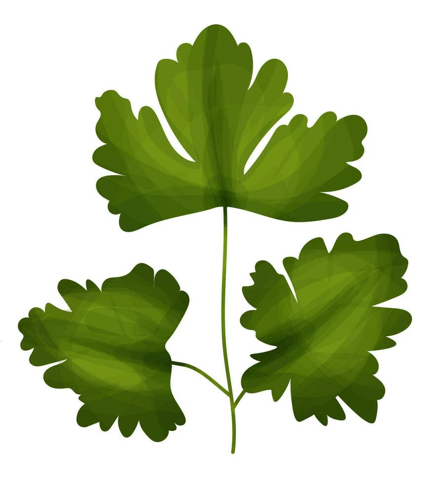 Parsley in cartoon style vector