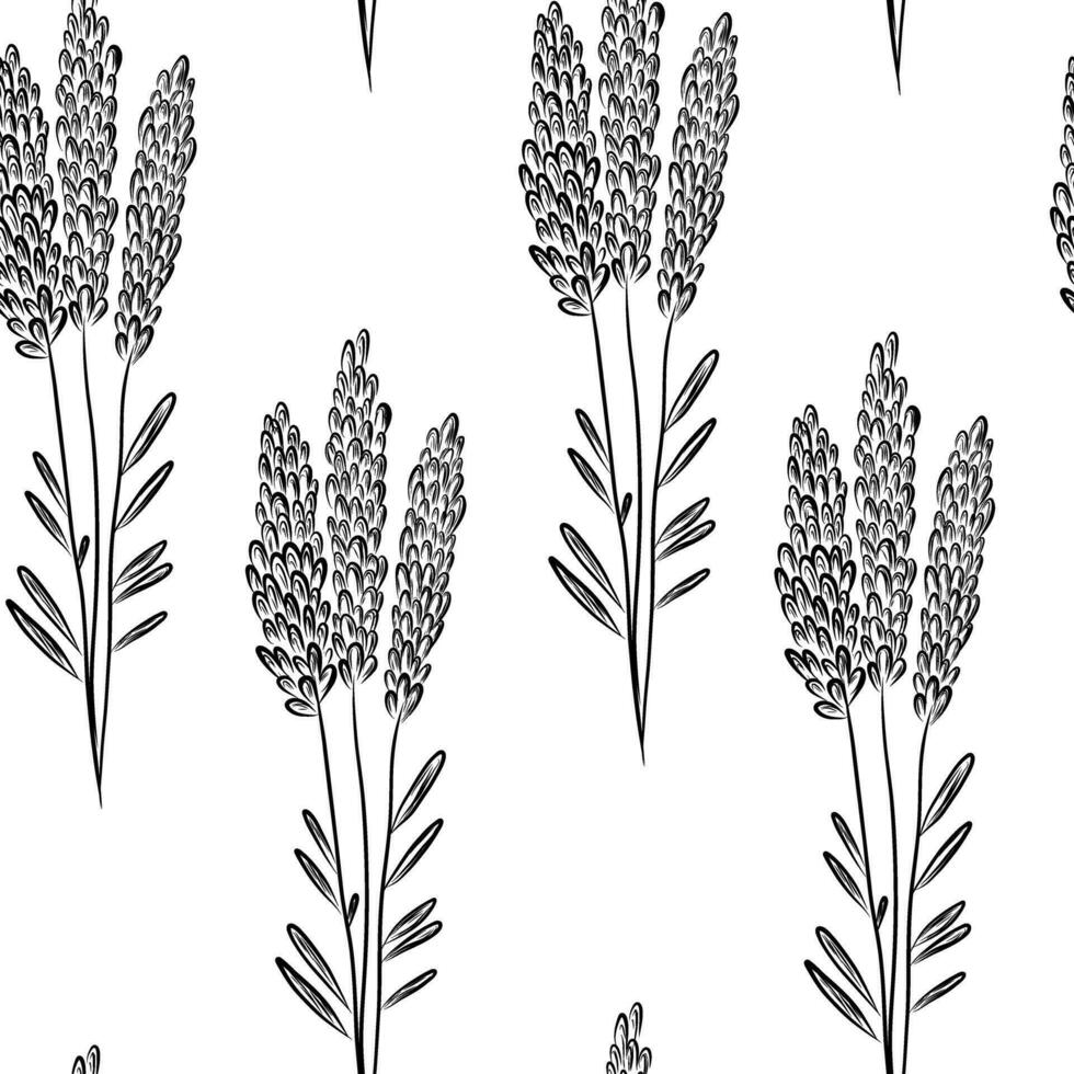 Lavander sketch pattern vector