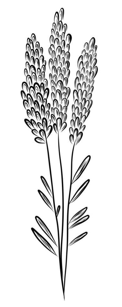 lavanda flores en tonto estilo vector