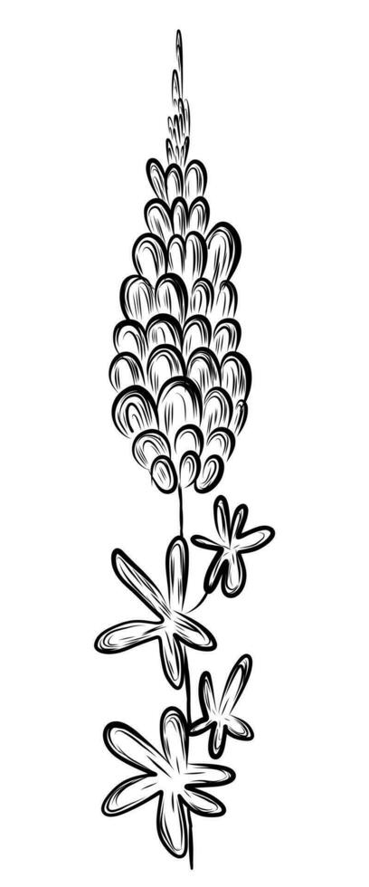 lupino flor bosquejo vector