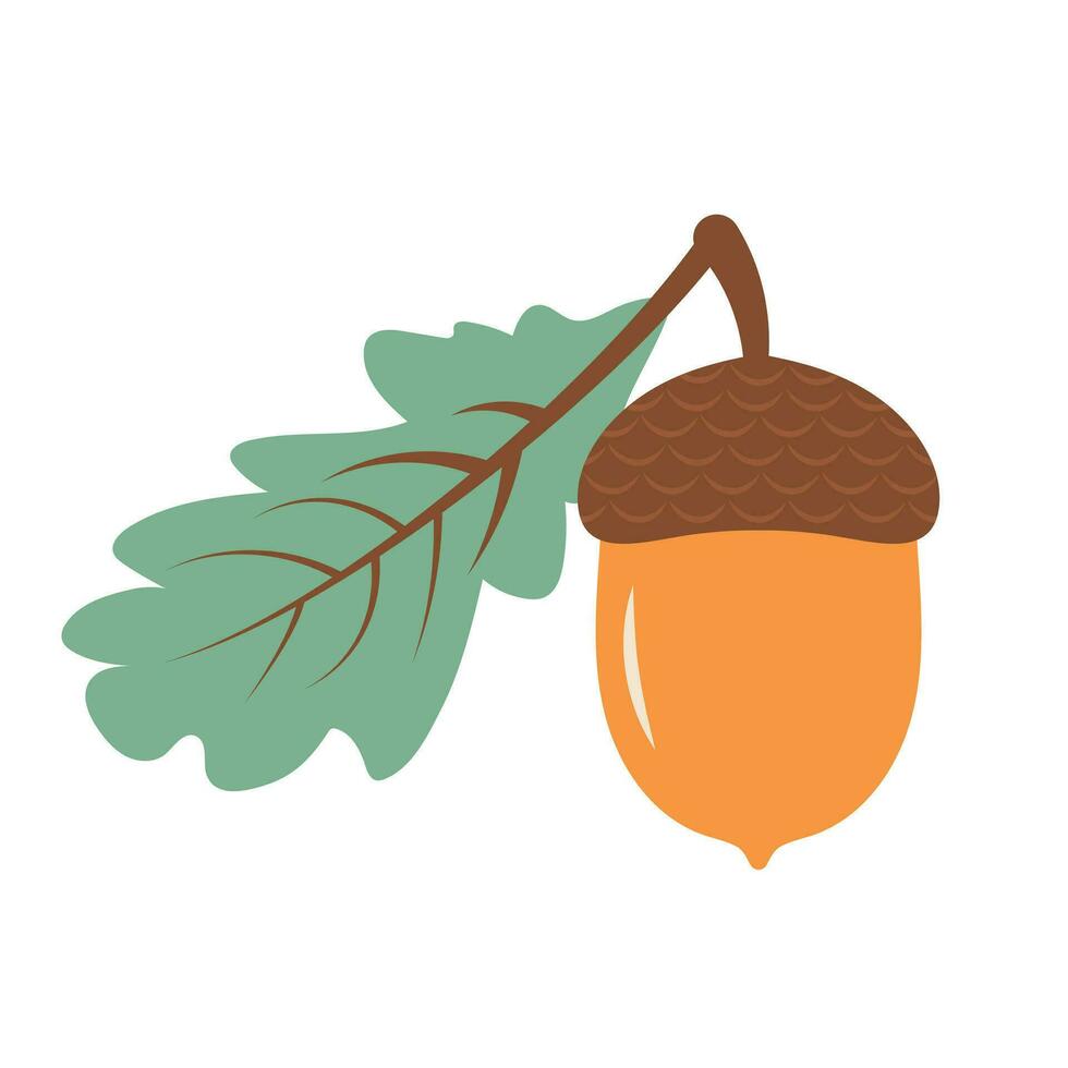 Acorn with oak leaf. Vector flat cartoon icon. Forest, nature, autumn concept.