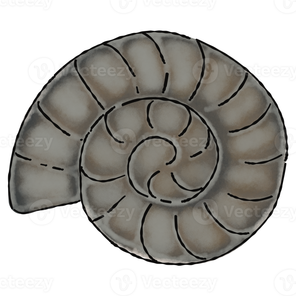 Ammonite fossil art cartoon png