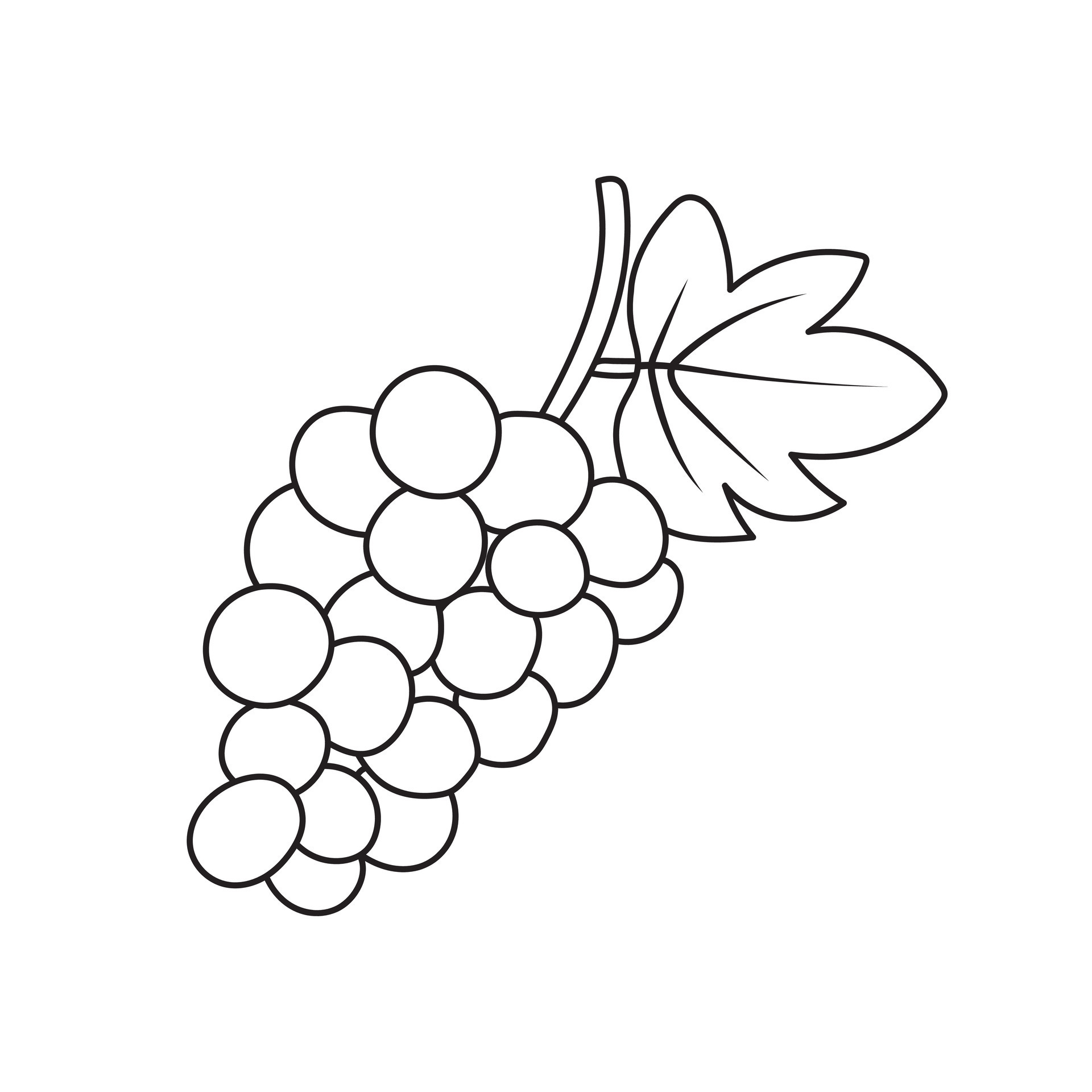 Grape with Leaf Food Sketch Grapes Graphic by IrynaShancheva · Creative  Fabrica