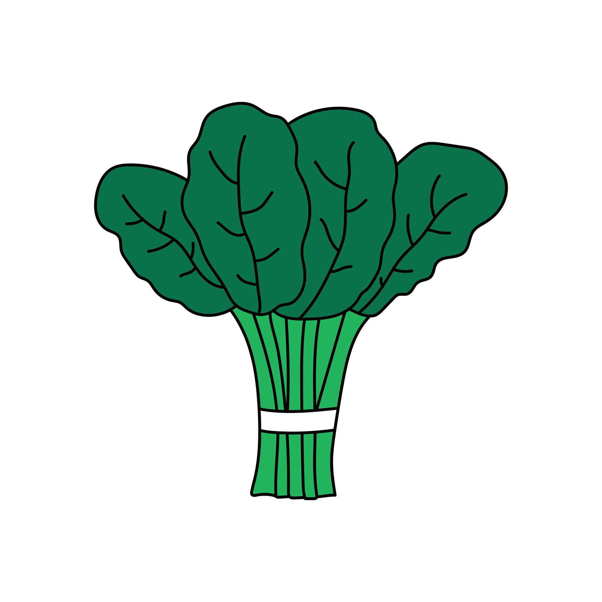 Kids drawing Cartoon Vector illustration spinach icon Isolated on White  Background 27379477 Vector Art at Vecteezy