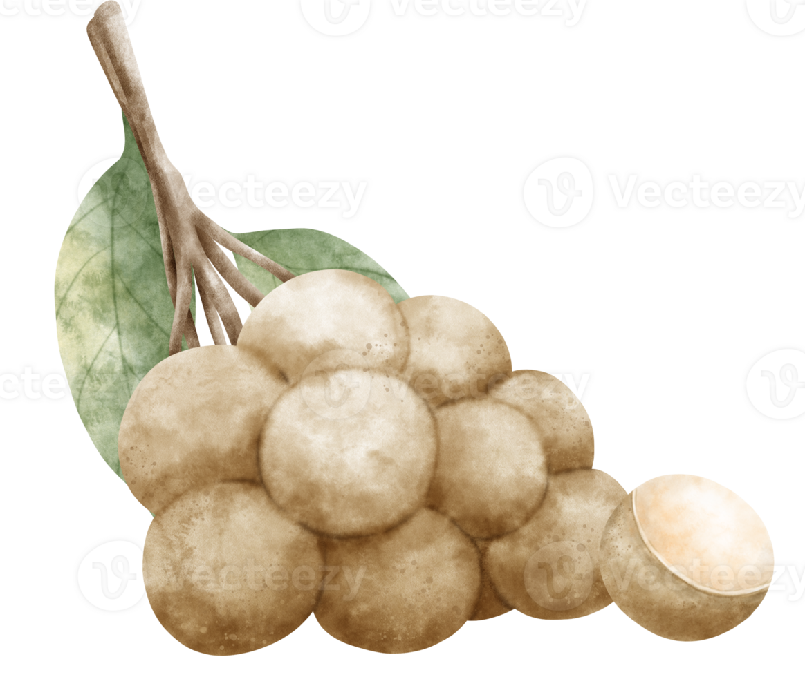 Watercolor Longan illustration png