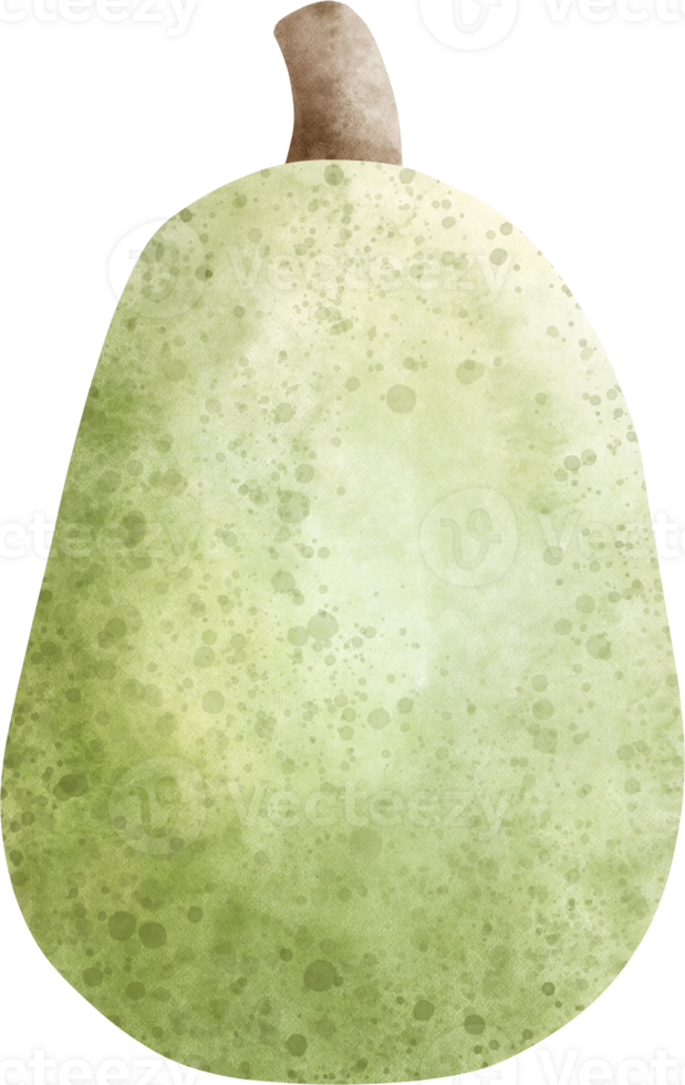 Watercolor Jackfruit illustration png