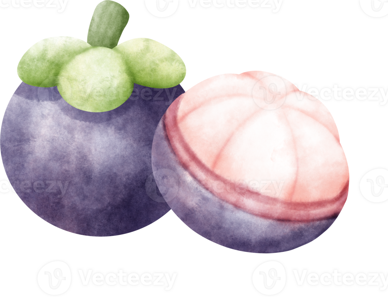 Watercolor Mangosteen illustration png