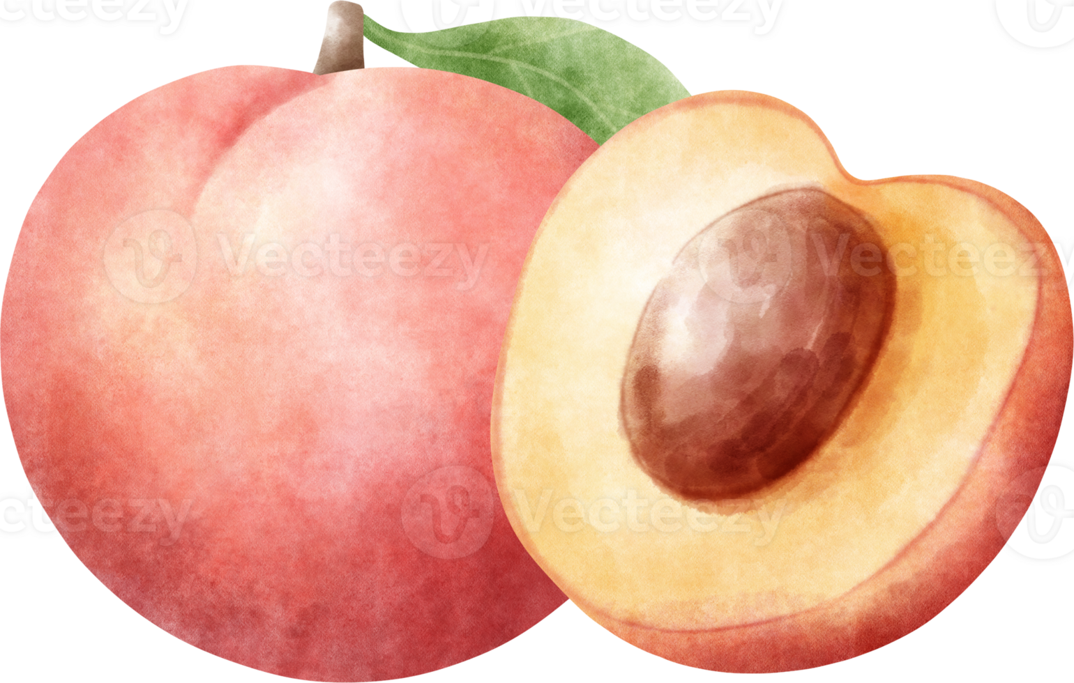 Watercolor Nectarine illustration 27380022 PNG