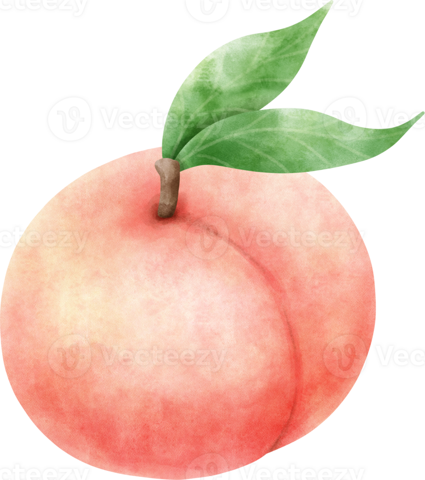 Watercolor Peach illustration png