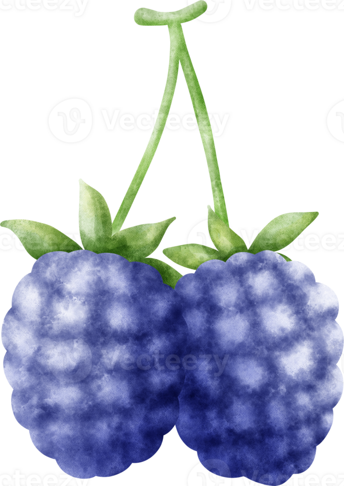 Watercolor Blackberry illustration png