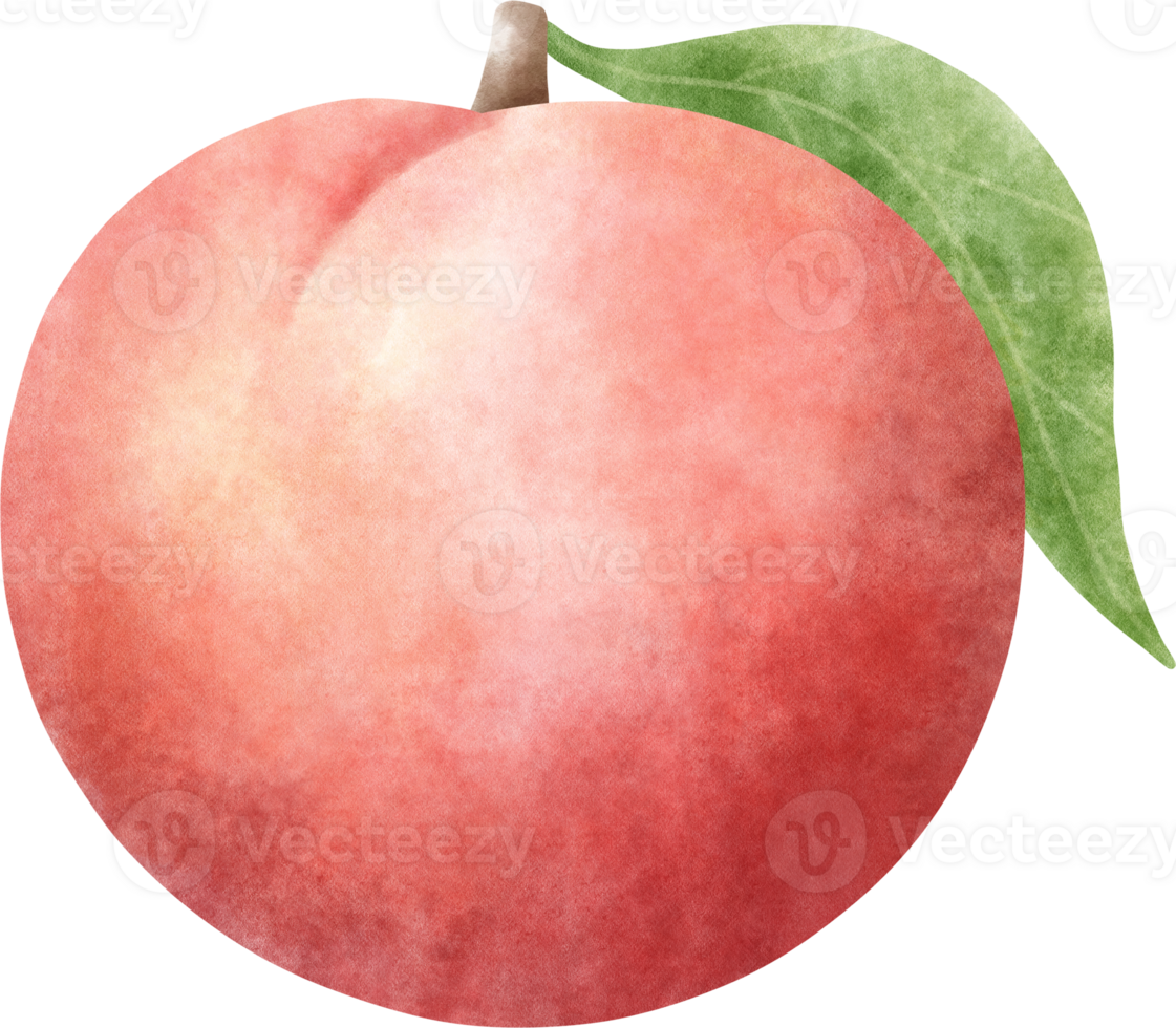 Watercolor Nectarine illustration png