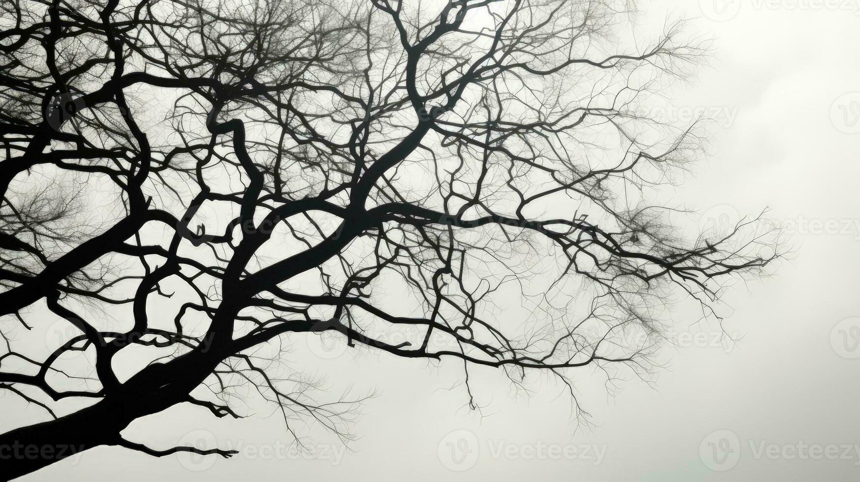 Detailed view of a tree silhouette in black and white photo