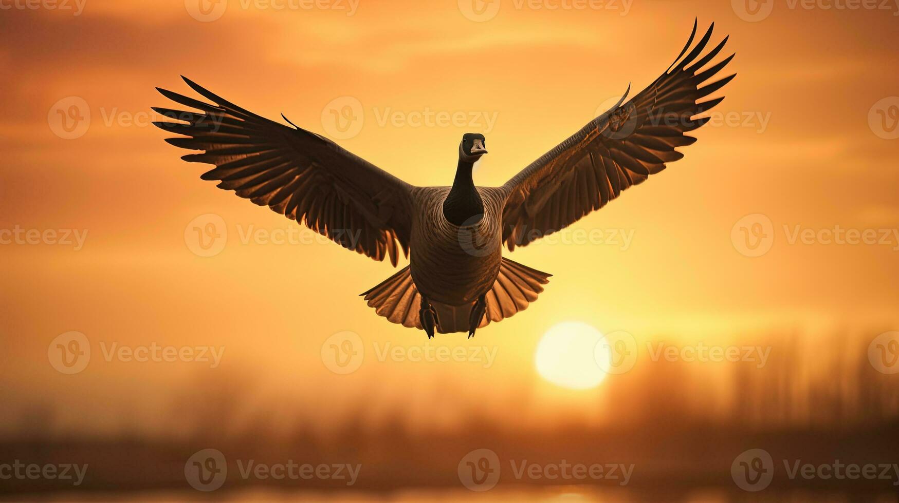 Warm background Canadian Goose flying silhouette photo